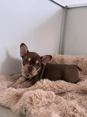 Französische Bulldoggenwelpe! Weiblich. Bild 3