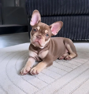 Französische Bulldoggenwelpe! Weiblich. Bild 2