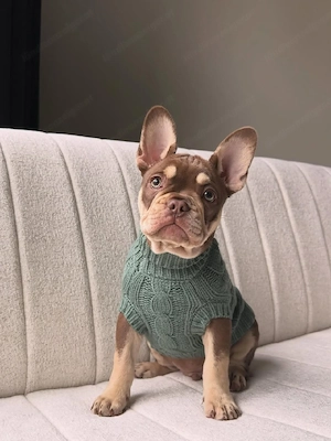 Französische Bulldoggenwelpe! Weiblich. Bild 5