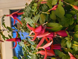  3 Hängefuchsia, ca. 15 jährig, mit langen, roten Blüten zu verschenken
