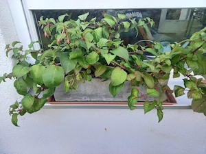  3 Hängefuchsia, ca. 15 jährig, mit langen, roten Blüten zu verschenken Bild 2