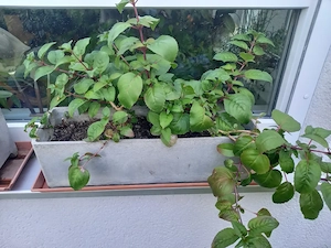  3 Hängefuchsia, ca. 15 jährig, mit langen, roten Blüten zu verschenken Bild 3
