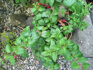  3 Hängefuchsia, ca. 15 jährig, mit langen, roten Blüten zu verschenken Bild 4
