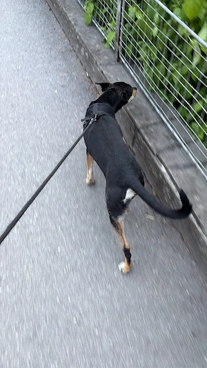Pinscher Dobermann NOTVERKAUF Bild 3
