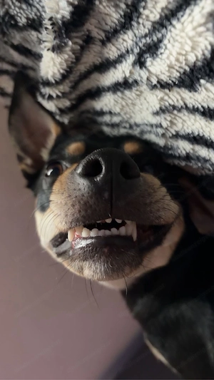 Pinscher Dobermann NOTVERKAUF Bild 2