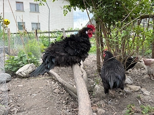 Junghähne suchen neues zu Hause Bild 3