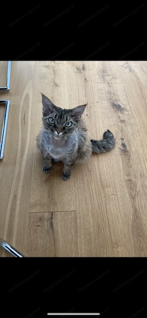 Reinrassige Katze Igor Bild 3