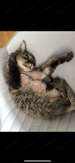 Reinrassige Katze Igor Bild 4