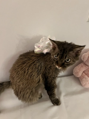 Reinrassige Katze Igor Bild 2