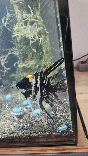 Aquarium 123l Bild 3