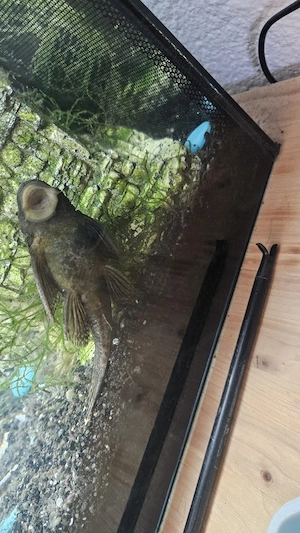Aquarium 123l Bild 4