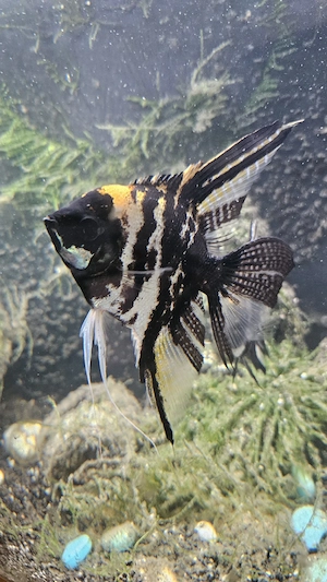 Aquarium 123l Bild 8