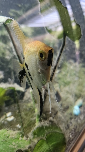 Aquarium 123l Bild 7