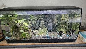 Aquarium 123l Bild 10
