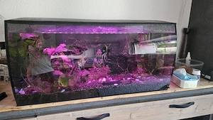 Aquarium 123l Bild 5