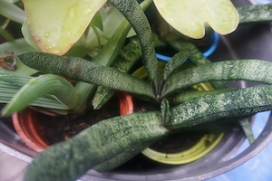 diverse Sukkulente (Dickblätter) Bild 2