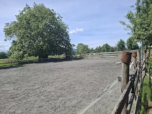 Paddock-Box in Selbstversorgerstall in Lauterach  Bild 3