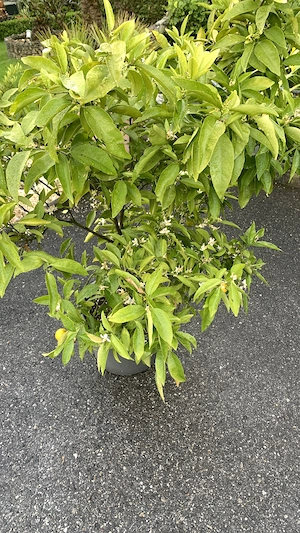 Citrus Pflanze  Bild 5