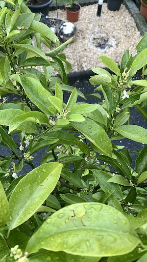 Citrus Pflanze  Bild 4