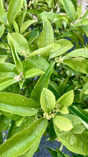 Citrus Pflanze  Bild 3