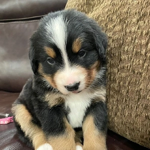 Wunderschöne Berner Sennenhundwelpen suchen ein liebevolles Zuhause      Bild 6