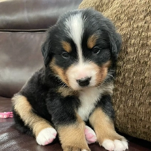 Wunderschöne Berner Sennenhundwelpen suchen ein liebevolles Zuhause      Bild 5