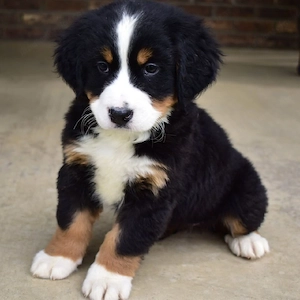 Wunderschöne Berner Sennenhundwelpen suchen ein liebevolles Zuhause      Bild 2