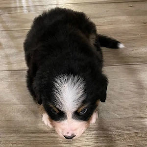 Wunderschöne Berner Sennenhundwelpen suchen ein liebevolles Zuhause      Bild 4