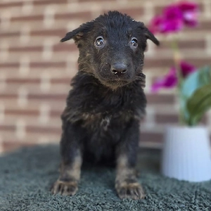 Wunderschöne Deutsche Schäferhundwelpen suchen ein liebevolles Zuhause      Bild 4