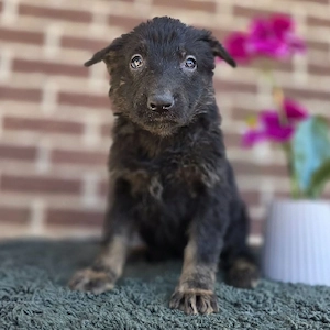 Wunderschöne Deutsche Schäferhundwelpen suchen ein liebevolles Zuhause      Bild 3