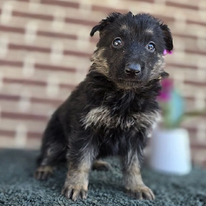 Wunderschöne Deutsche Schäferhundwelpen suchen ein liebevolles Zuhause      Bild 2