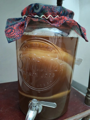 Kombucha Scoby