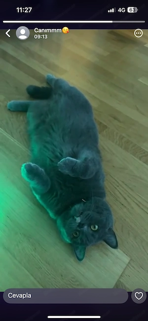 Kater benötigt Betreuung 3 Wochen Anfang August Bild 5