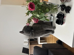Kater benötigt Betreuung 3 Wochen Anfang August Bild 4