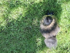Seidenhühner zu Verkaufen Bild 2