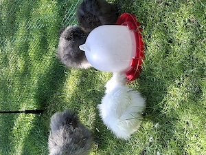 Seidenhühner zu Verkaufen Bild 3