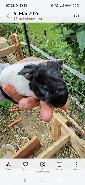 Meerschweinchen Bubies Bild 2