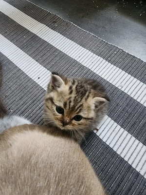 Babykätzchen  Bild 3