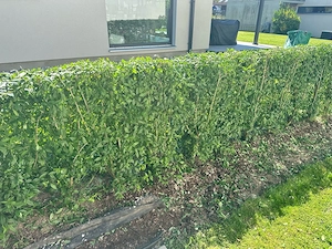 Hecke zu verkaufen!