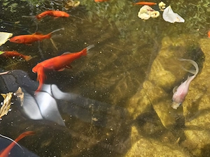 Ca. 35 Goldfische zu verschenken  Bild 2