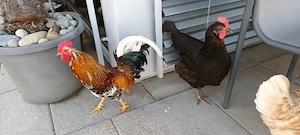 Hahn zu verschenken  Bild 2
