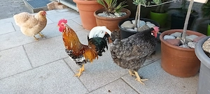 Hahn zu verschenken  Bild 3