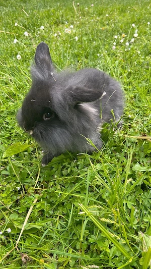 Zwergkaninchen Bild 2