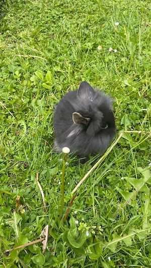 Zwergkaninchen Bild 4