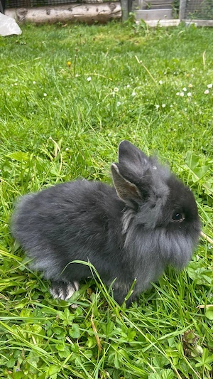 Zwergkaninchen Bild 3