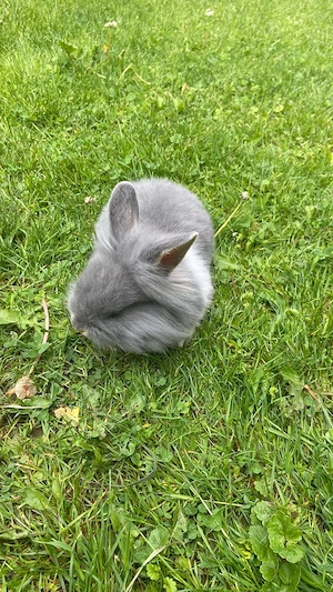 Zwergkaninchen Bild 5