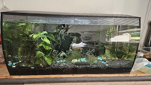 Aquarium 123l Bild 6