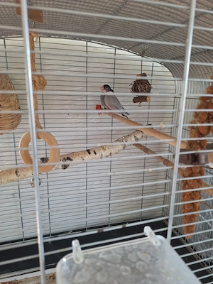 Reisfinkenpärchen Bild 2