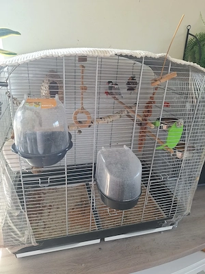 Reisfinkenpärchen Bild 3
