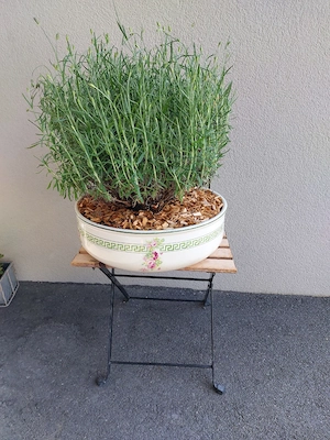 Pflanzenschale mit Lavendel Bild 2